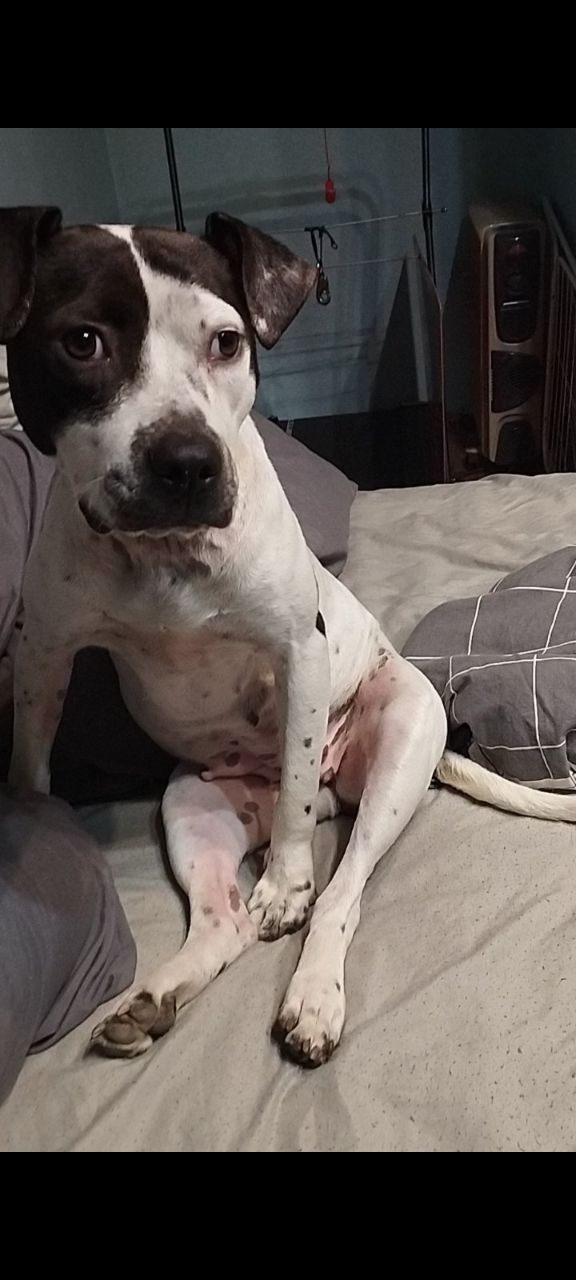 Photo of the dog