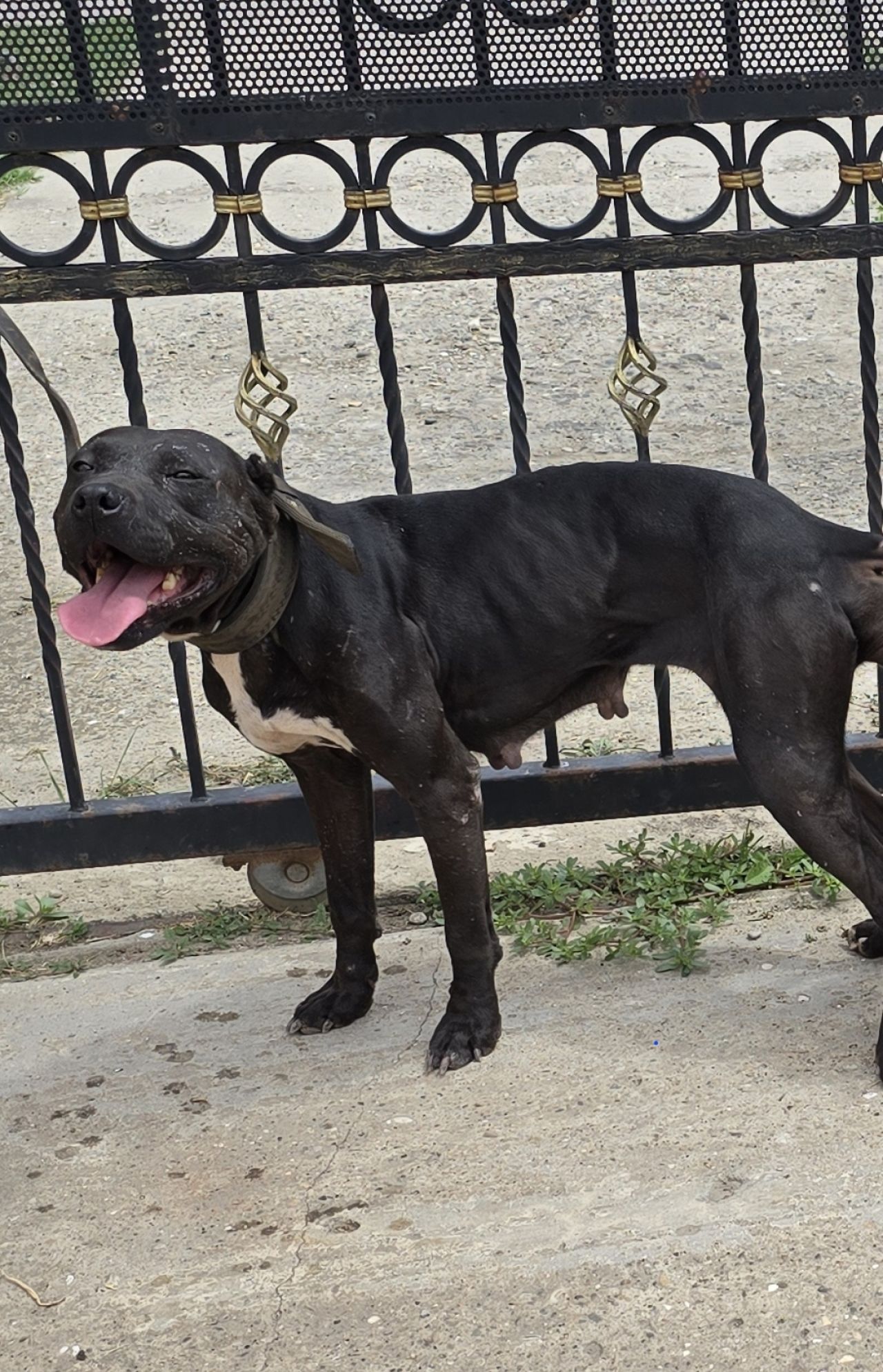 Photo of the dog