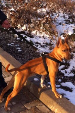 Photo of the dog
