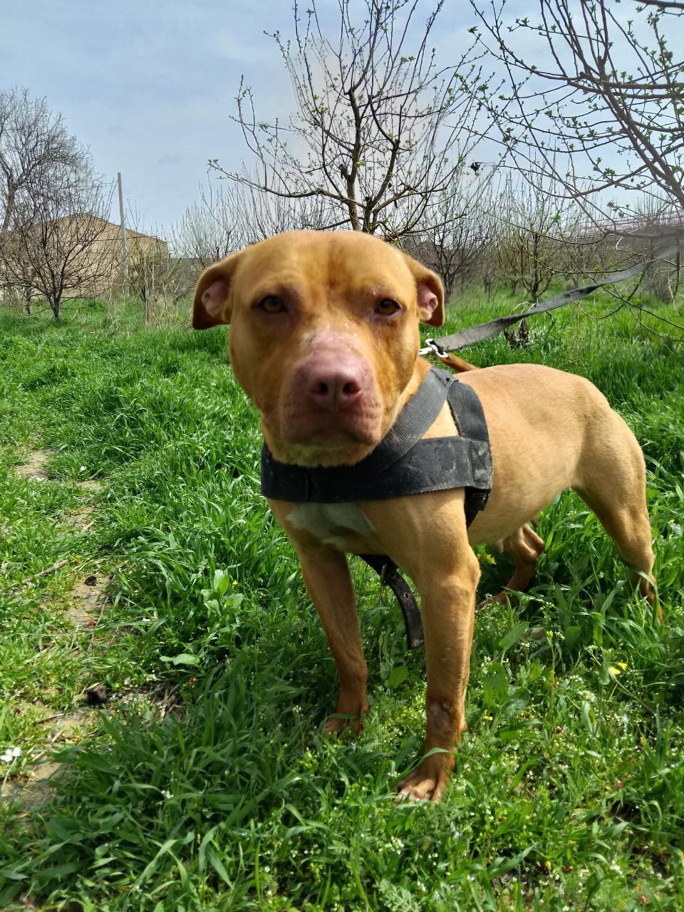 Photo of the dog