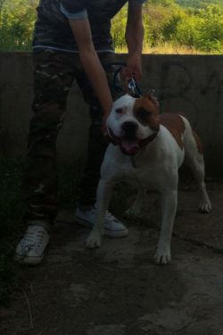 Photo of the dog