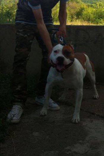 Photo of the dog