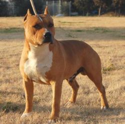 Photo of the dog