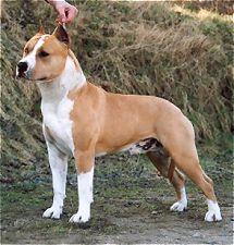 Photo of the dog