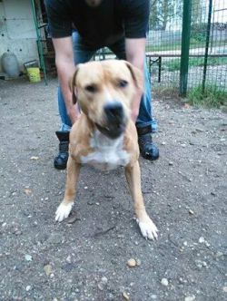 Photo of the dog