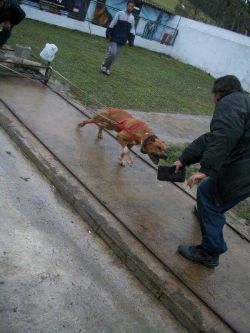 Photo of the dog