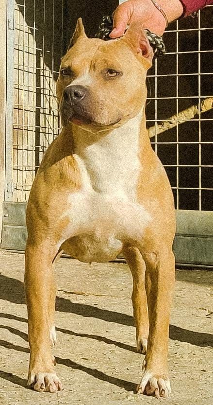 Photo of the dog