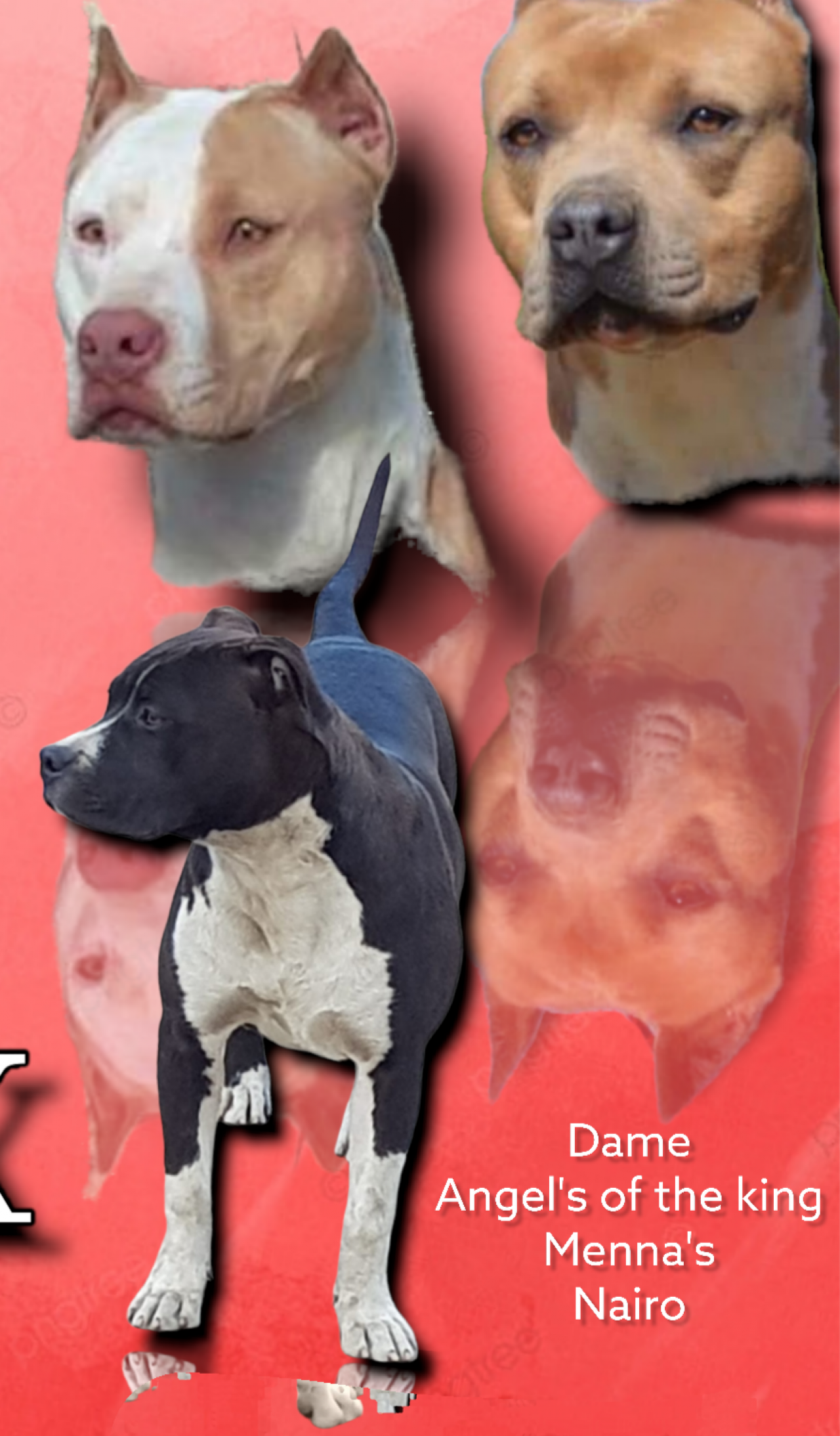 Photo of the dog