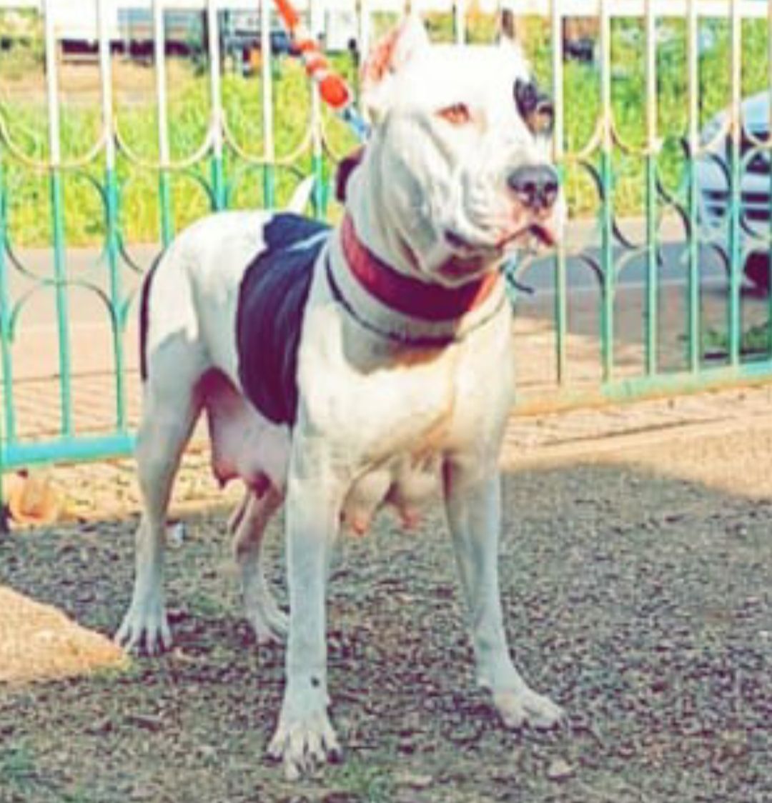 Photo of the dog