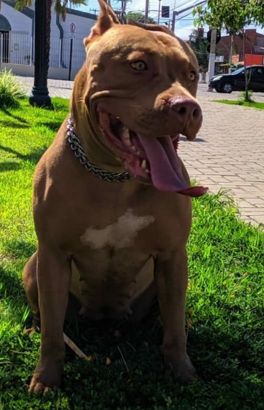 Photo of the dog