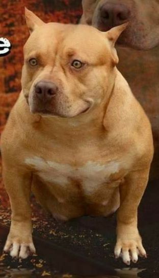 Photo of the dog