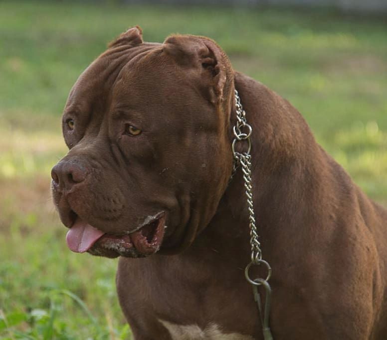 Photo of the dog