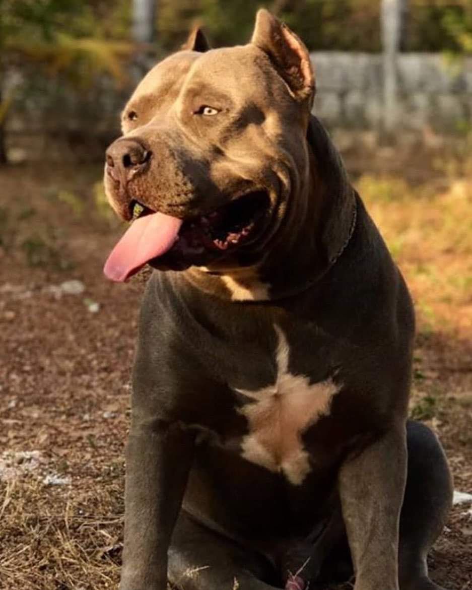 Photo of the dog