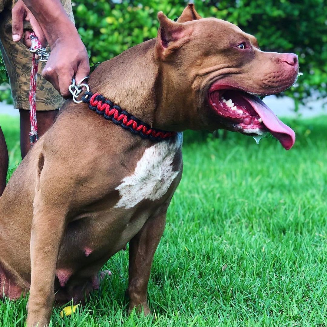 Photo of the dog