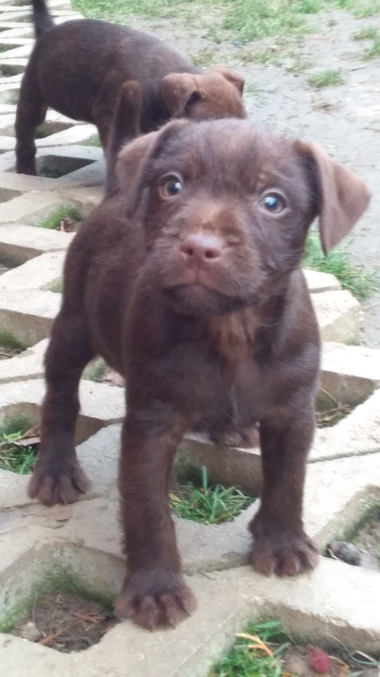 Photo of the dog