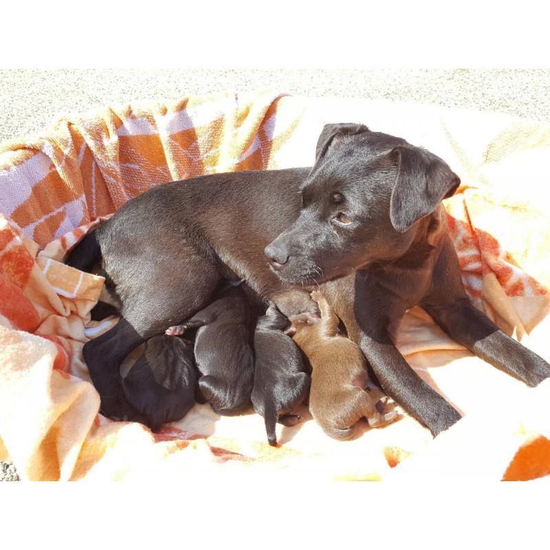 Photo of the dog