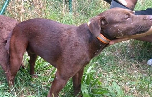 Photo of the dog