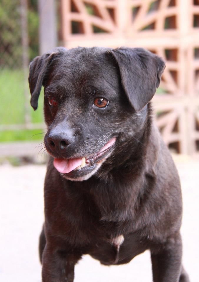 Photo of the dog