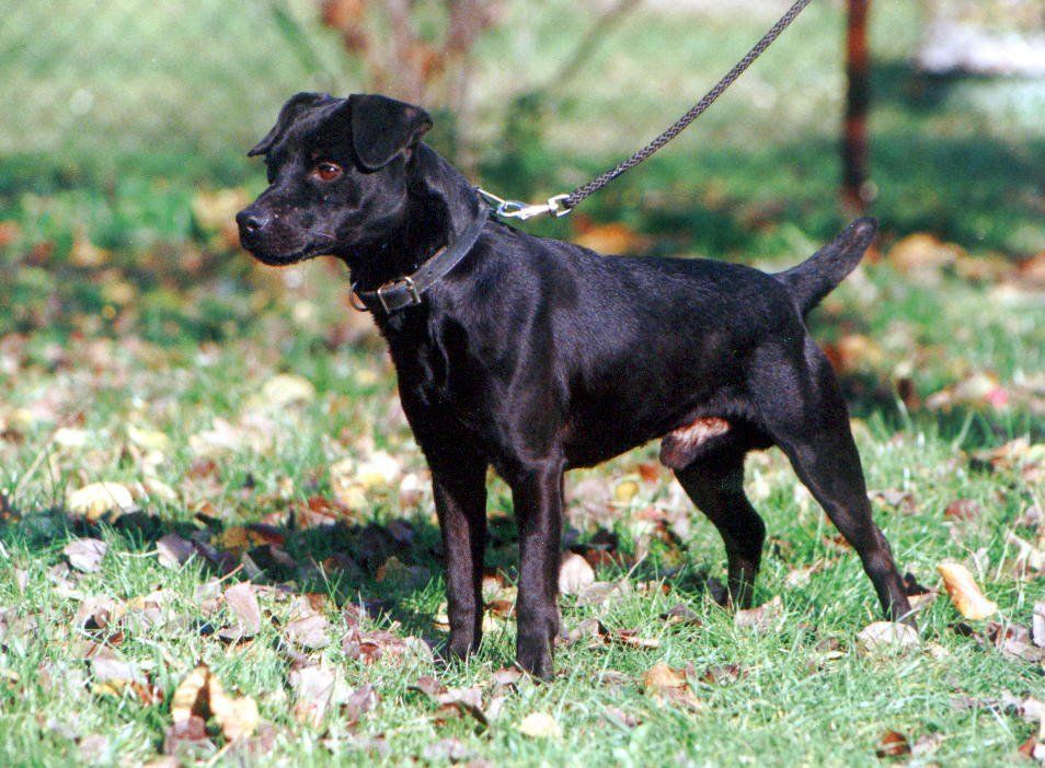 Photo of the dog