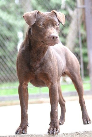 Photo of the dog