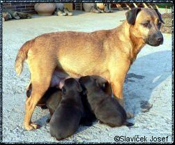 Photo of the dog