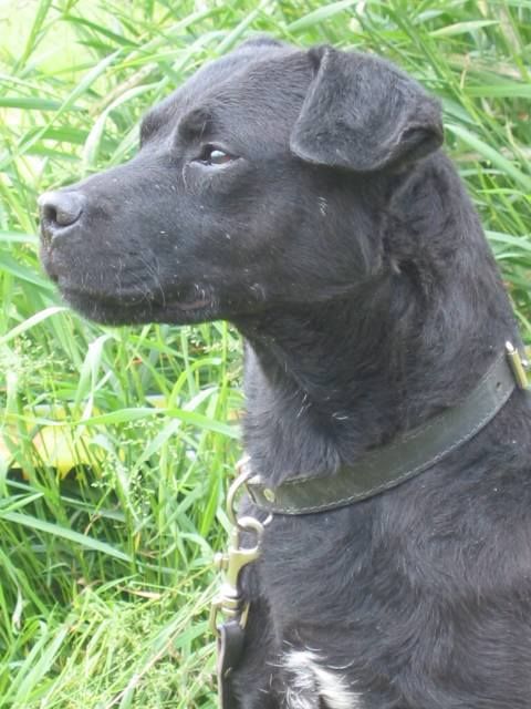 Photo of the dog