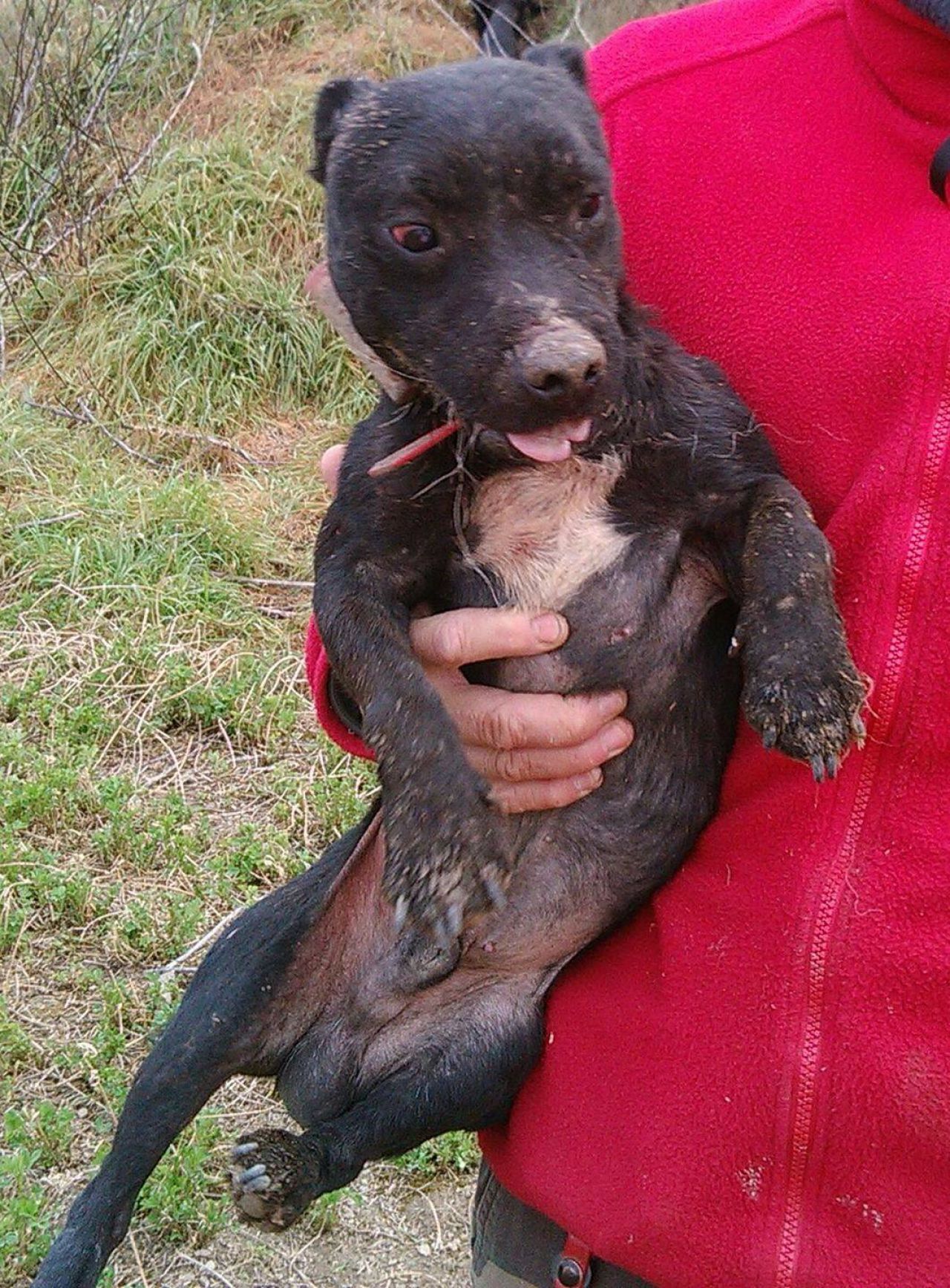 Photo of the dog