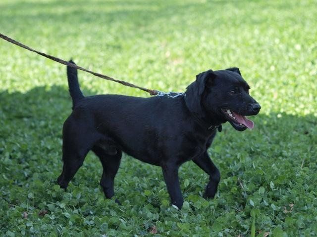 Photo of the dog