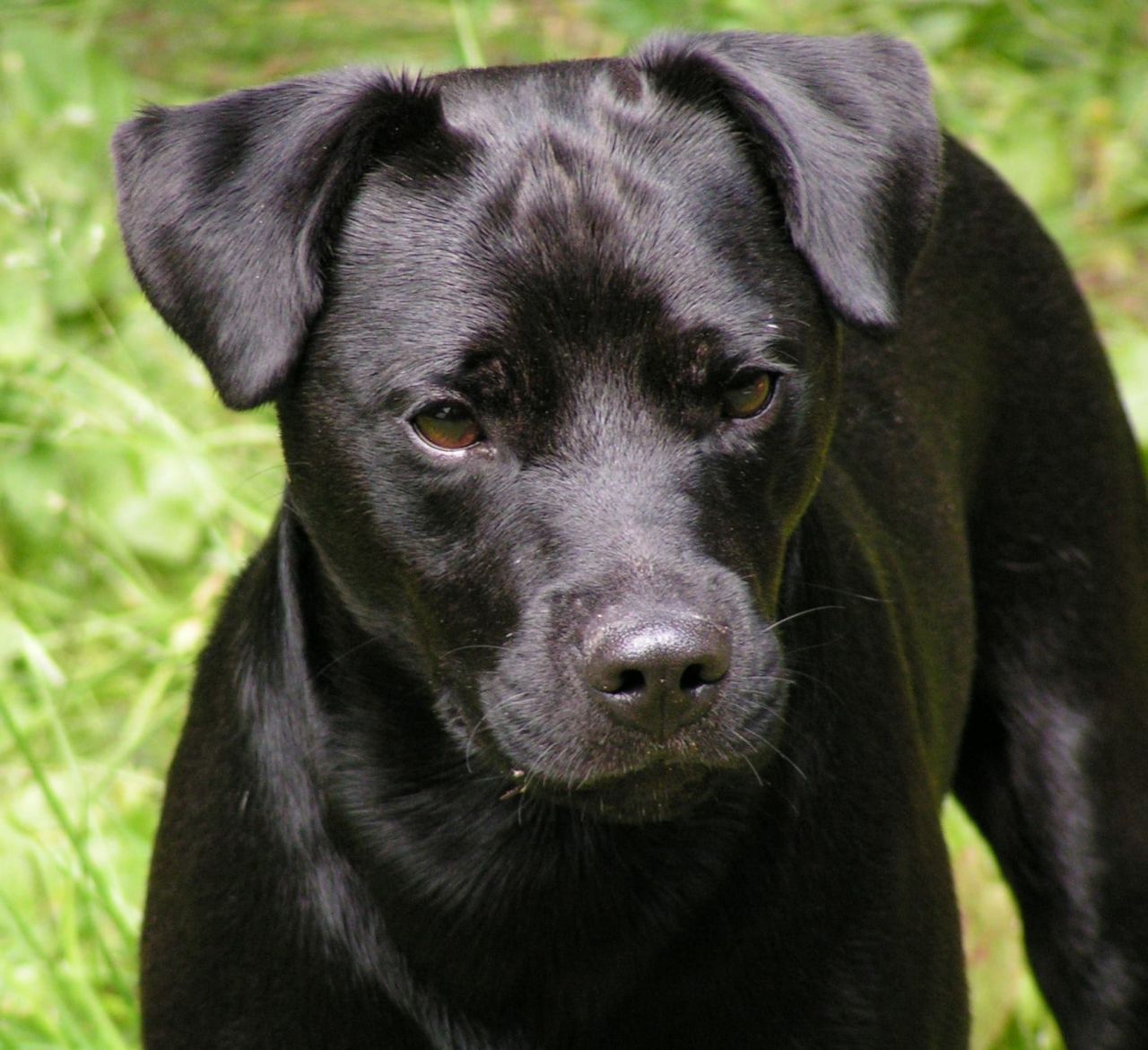 Photo of the dog
