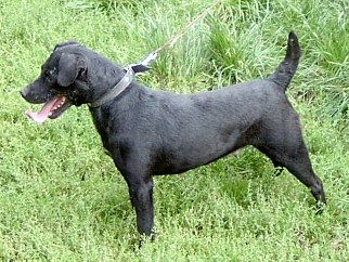 Photo of the dog