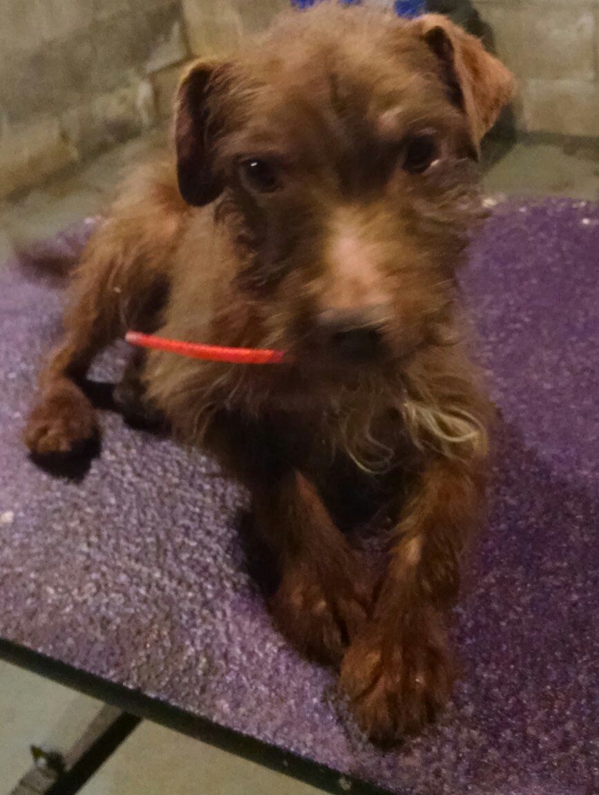 Photo of the dog