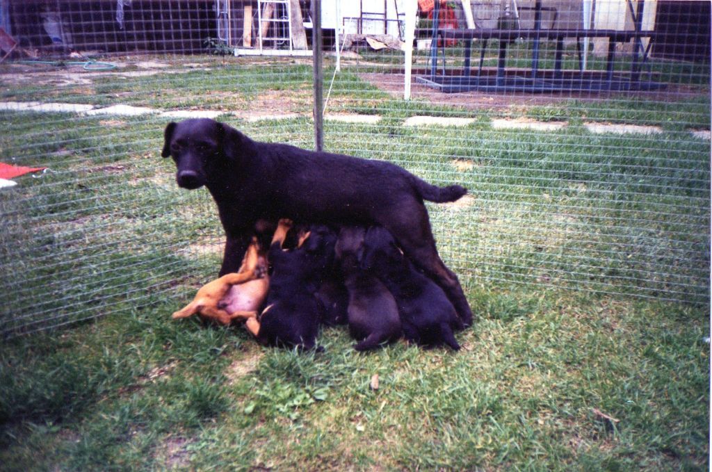 Photo of the dog