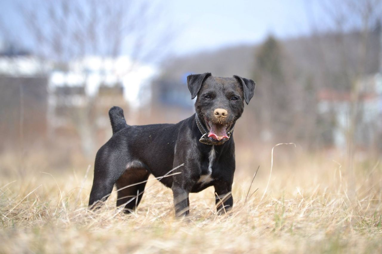 Photo of the dog