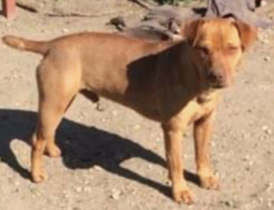 Photo of the dog