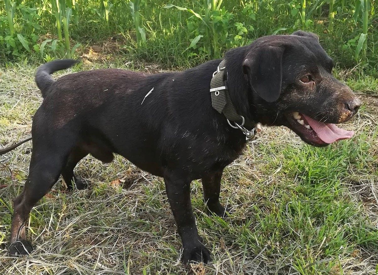 Photo of the dog