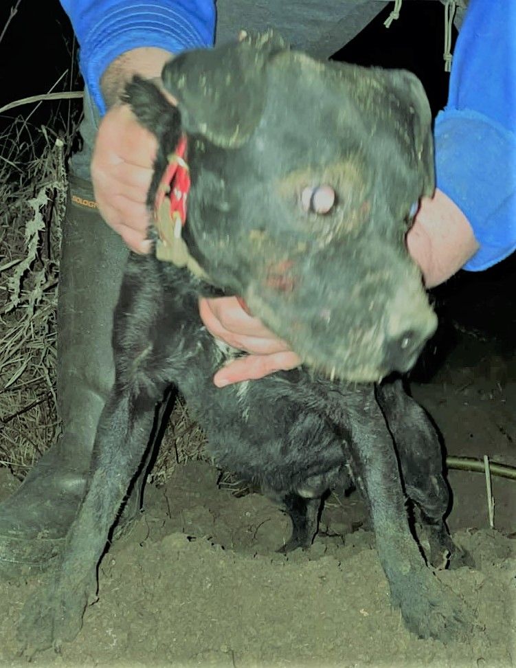 Photo of the dog
