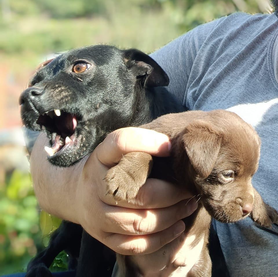 Photo of the dog