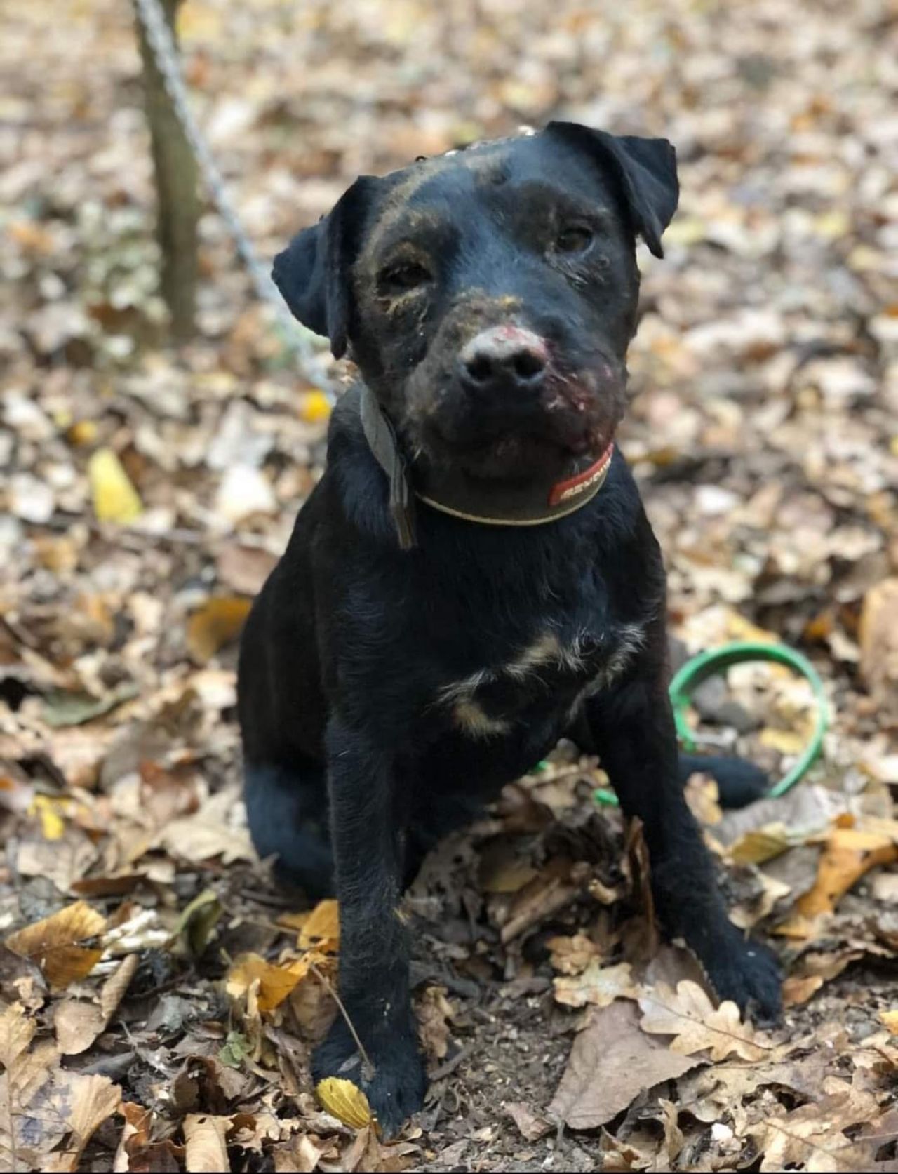 Photo of the dog