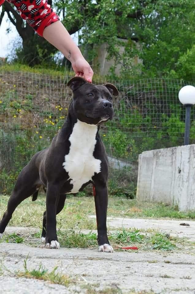 Photo of the dog