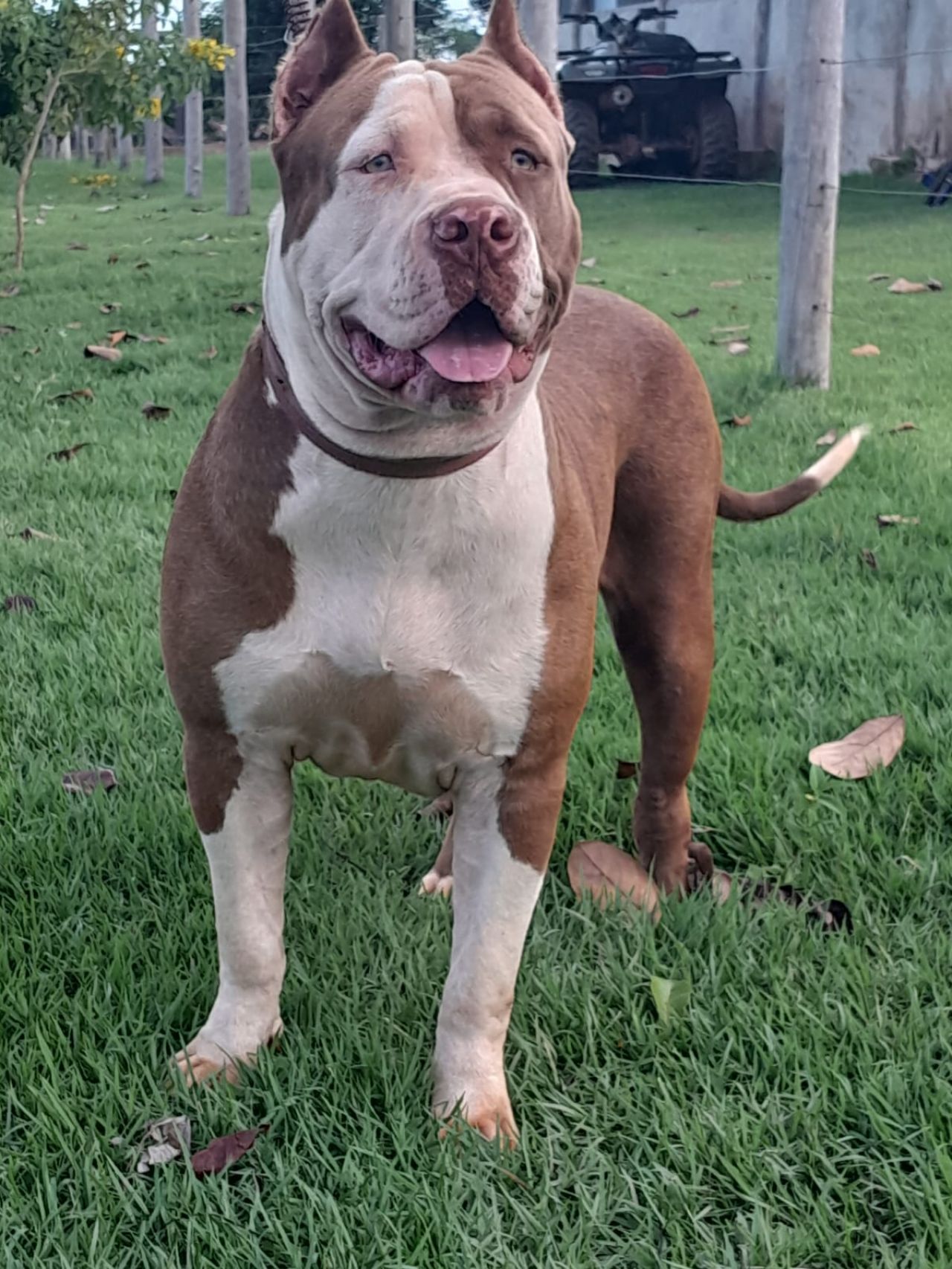 Photo of the dog