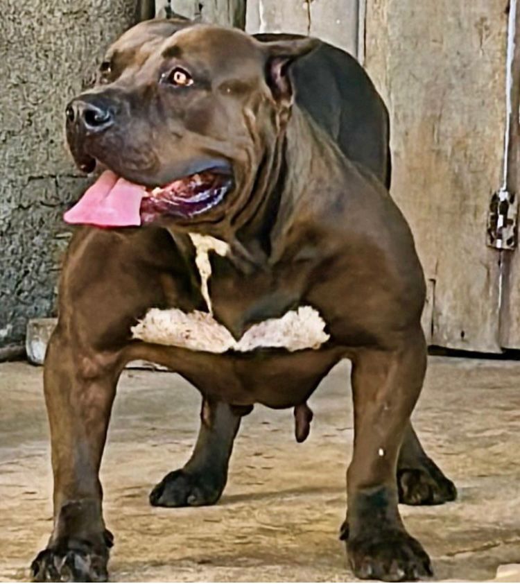 Photo of the dog