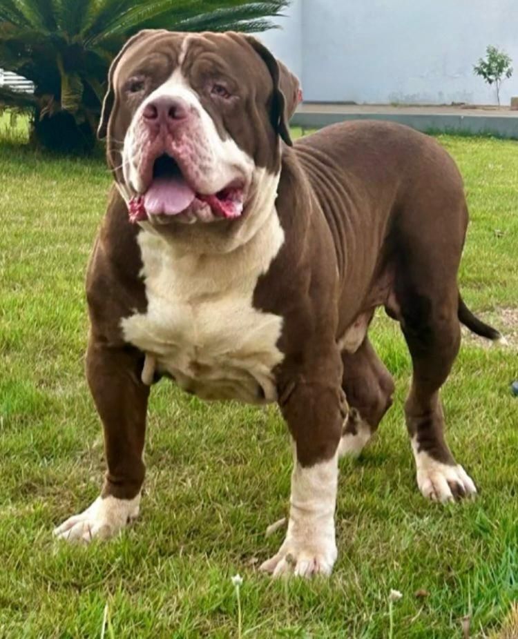 Photo of the dog