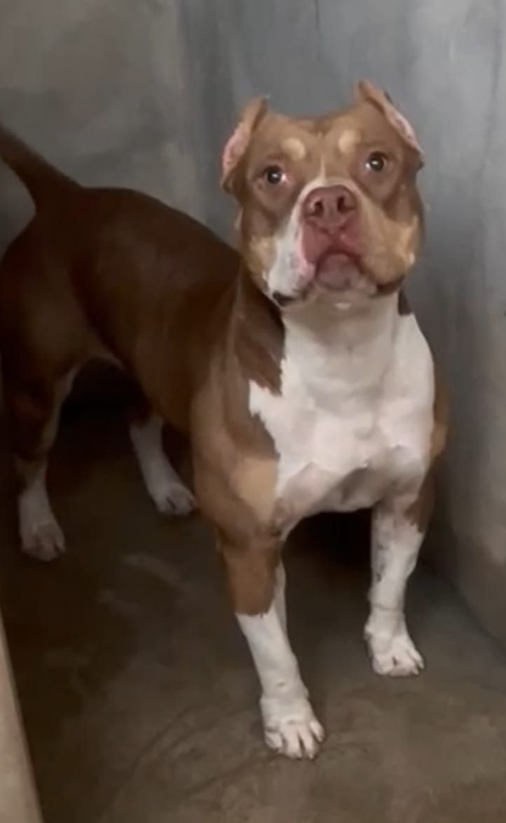 Photo of the dog