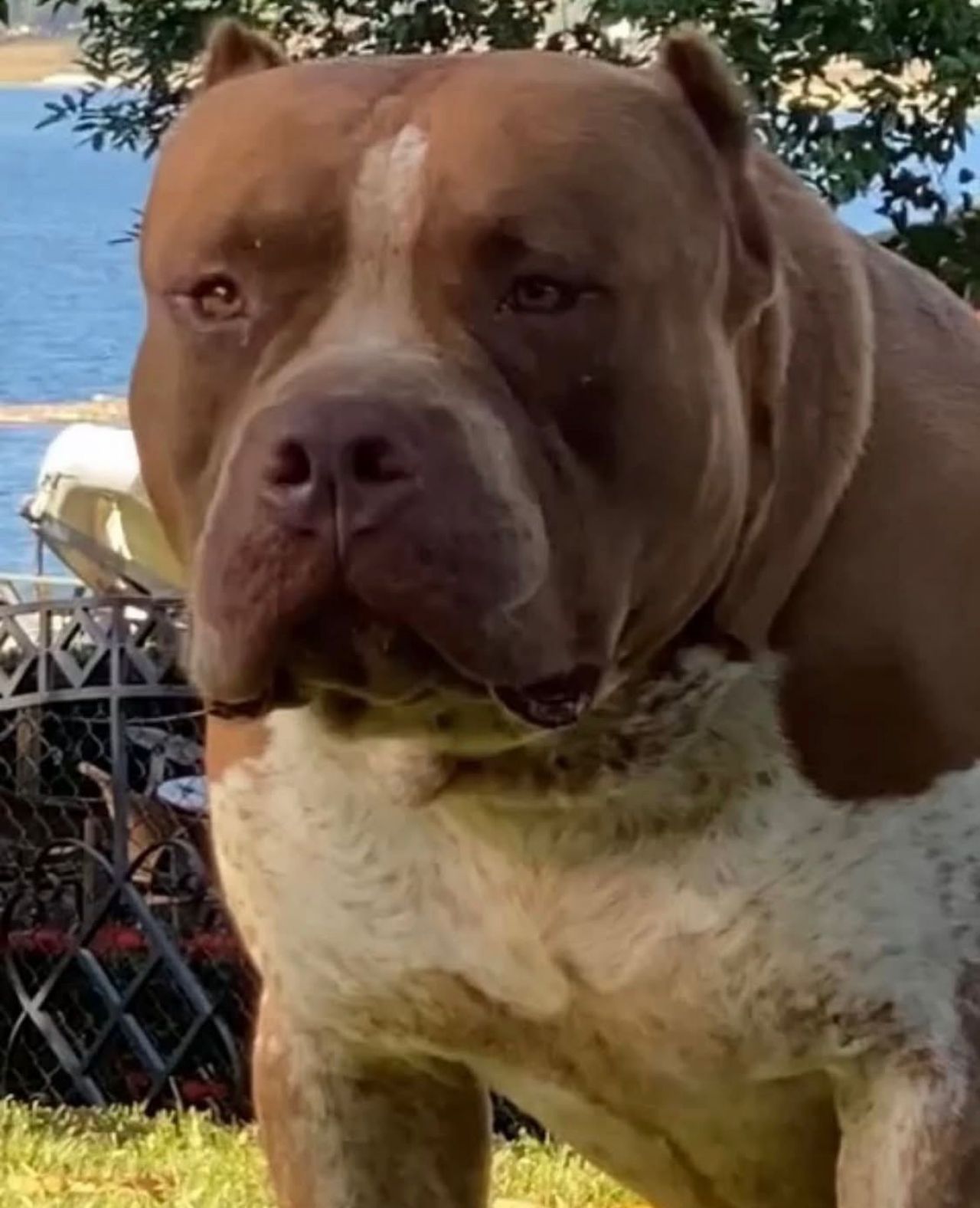Photo of the dog