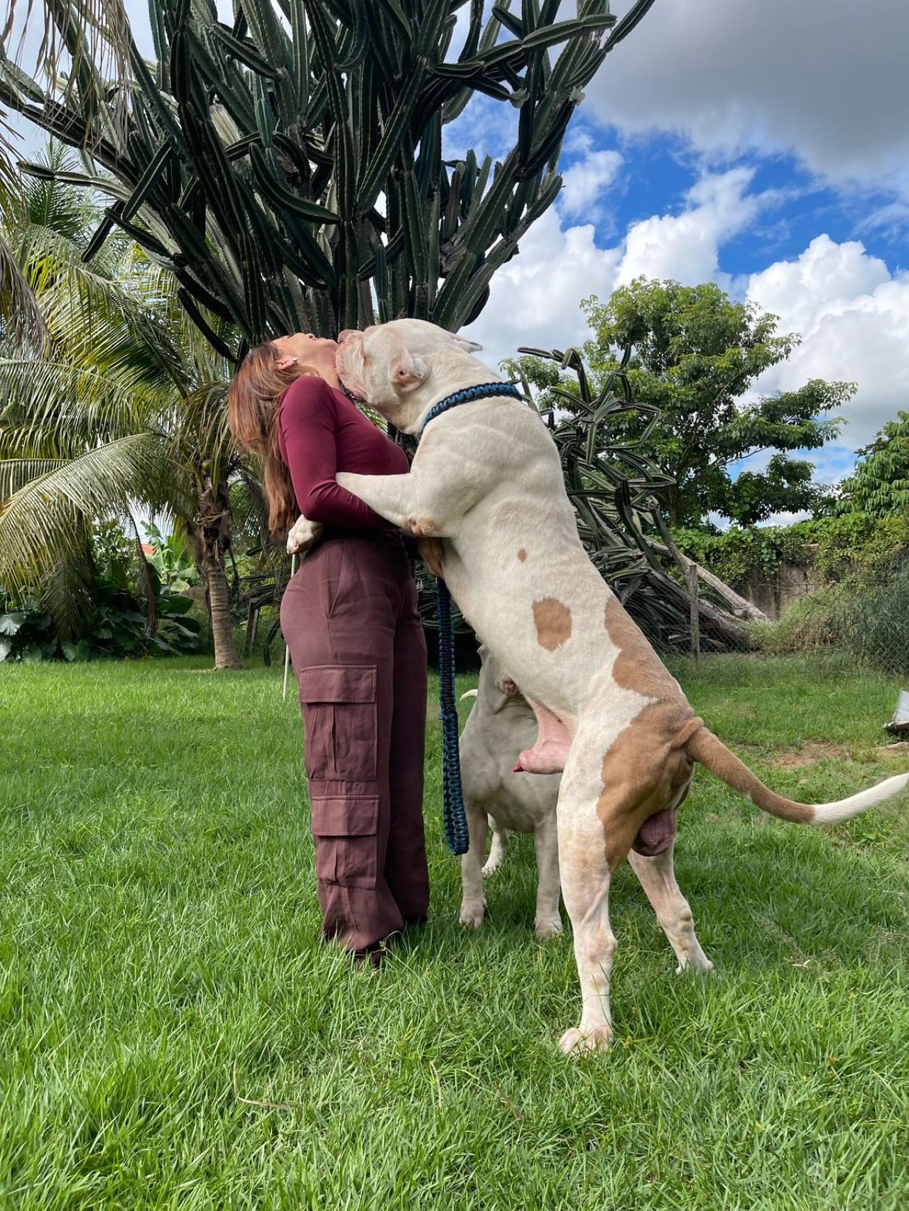 Photo of the dog