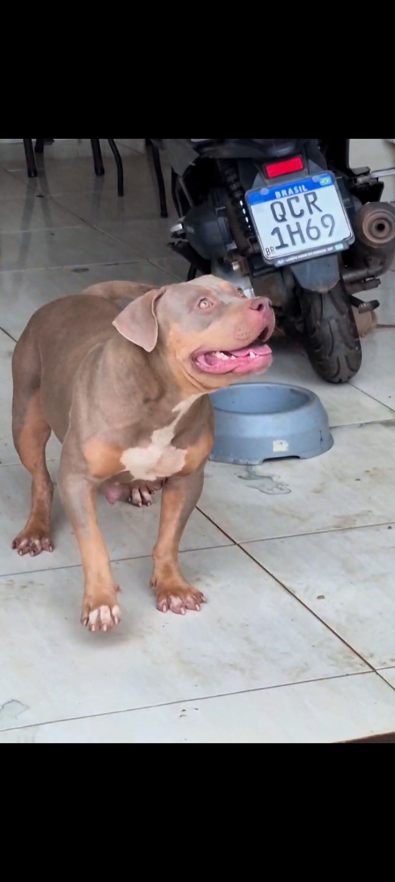 Photo of the dog