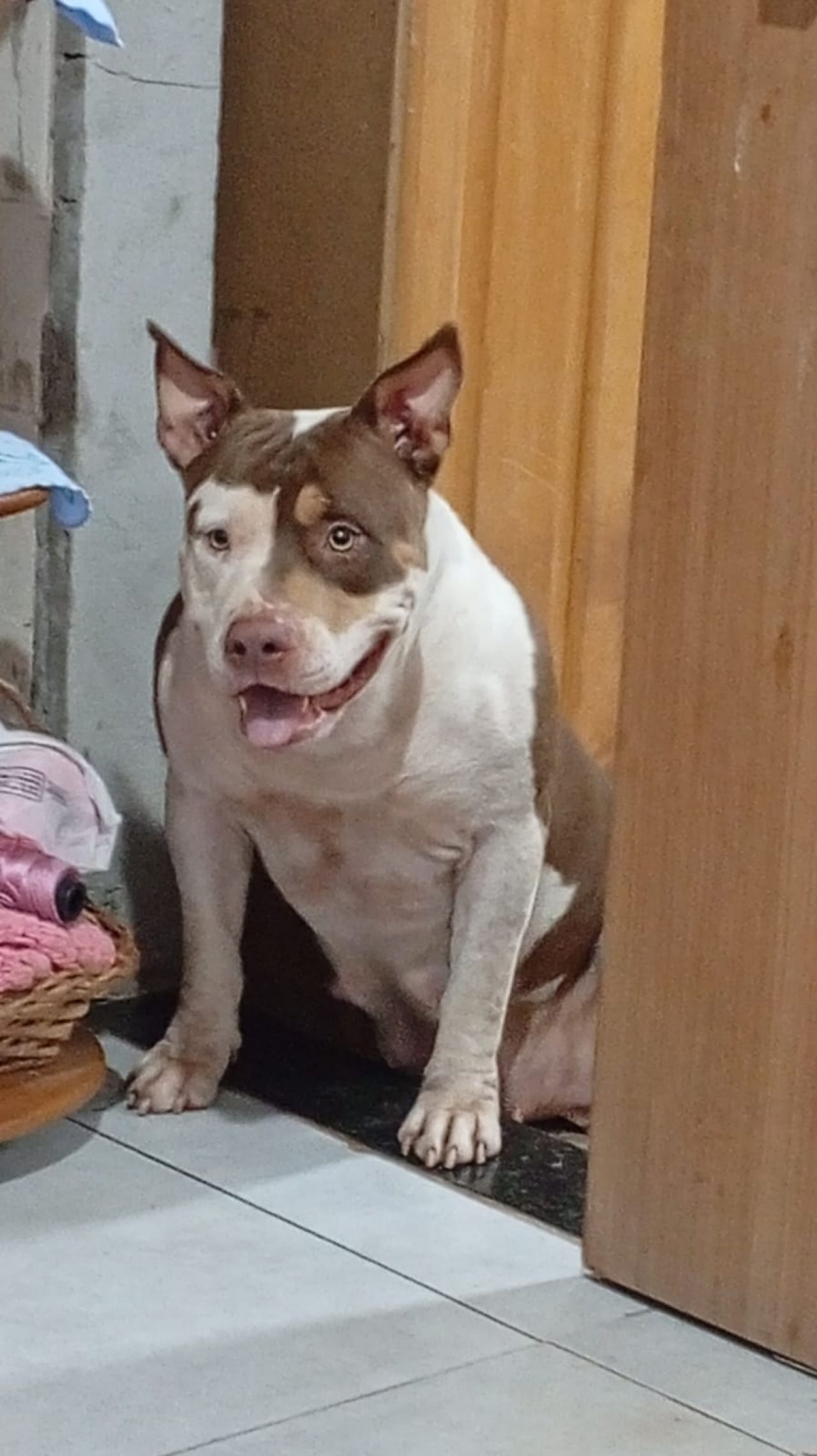 Photo of the dog