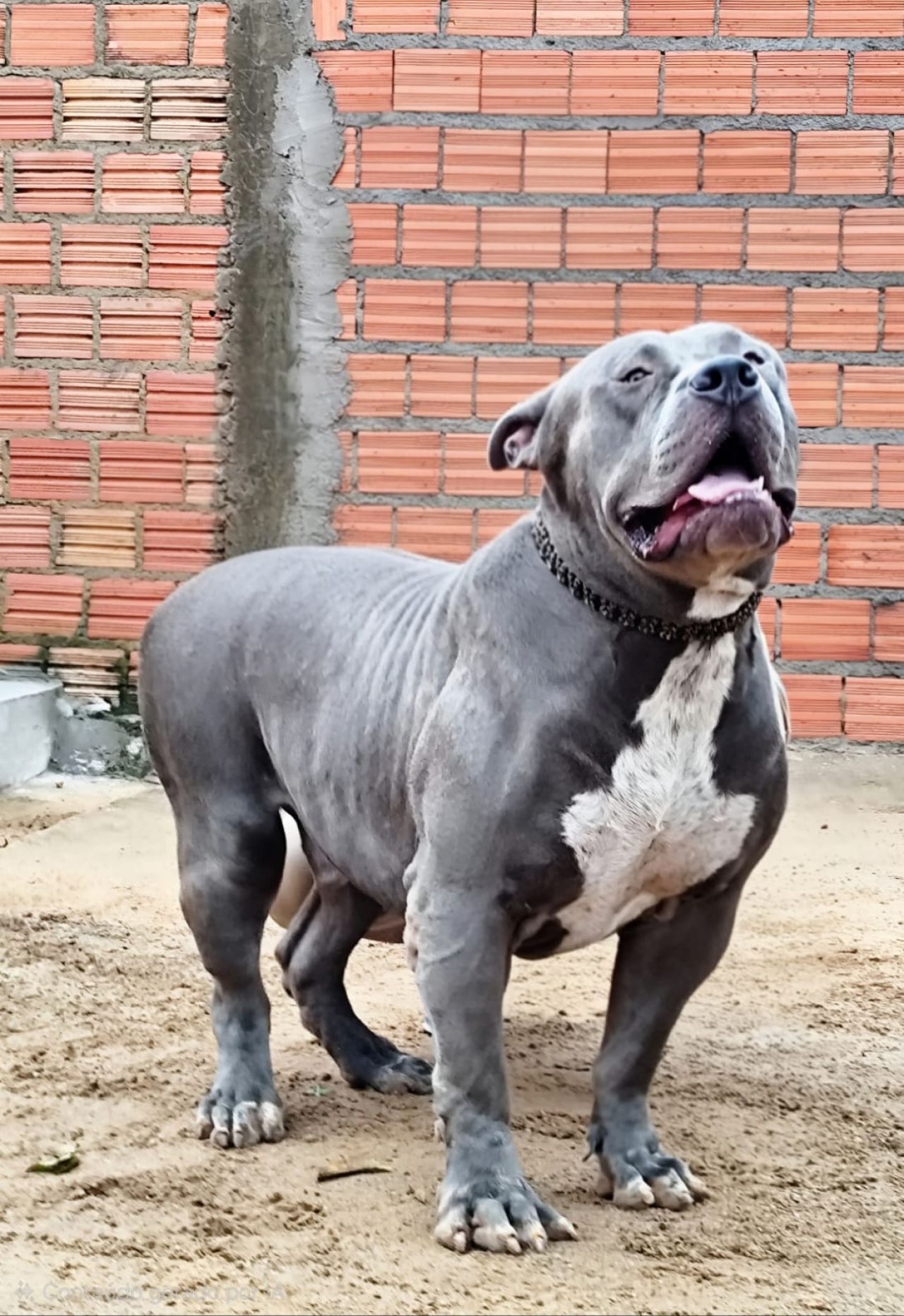 Photo of the dog