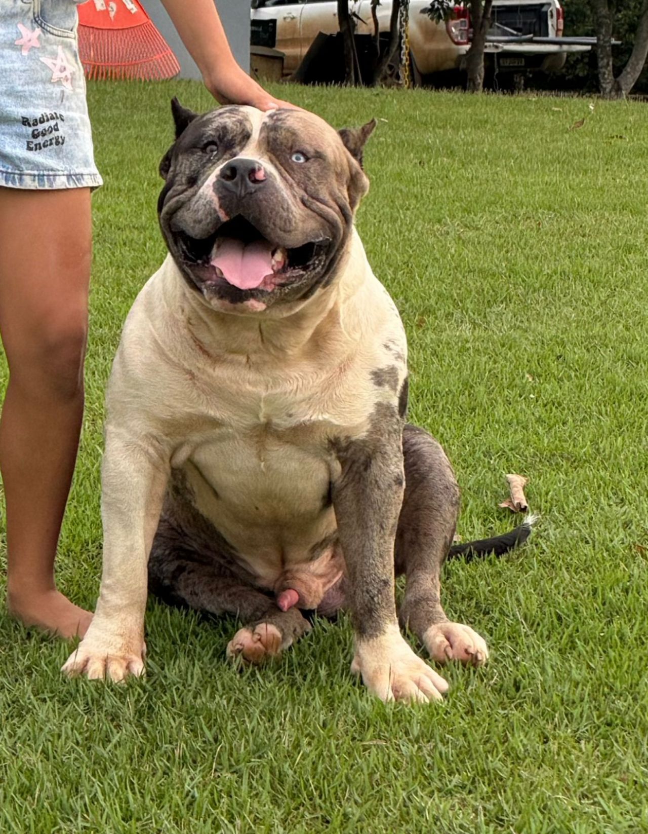 Photo of the dog