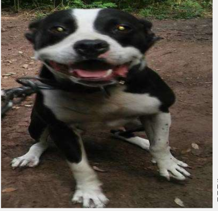 Photo of the dog